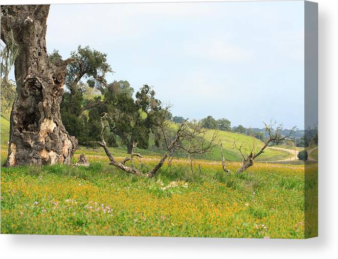 Meadow Canvas Print featuring the photograph Santa Ynez Meadow by Dina Calvarese