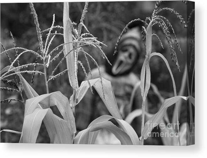 Corn Canvas Print featuring the photograph Scarecrow in the Corn BW by James BO Insogna