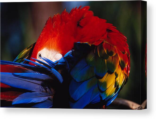 Scarlet Canvas Print featuring the photograph Scarlet Macaw by Bradford Martin
