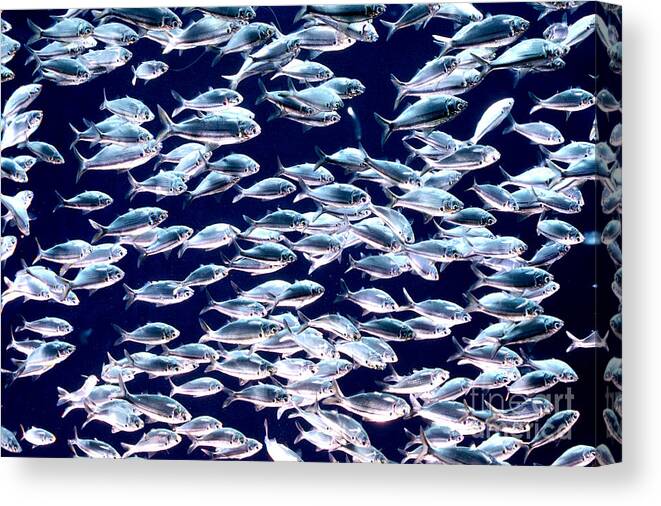 Horizontal Canvas Print featuring the photograph School of Threadfin Shad by Tom McHugh and Photo Researchers