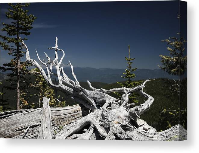 Snag Canvas Print featuring the photograph Sculpture by Mother Nature by Albert Seger