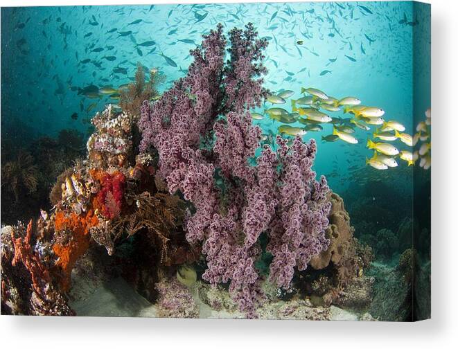 Snapper Canvas Print featuring the photograph Sea Fan And Schooling Snappers by Matthew Oldfield