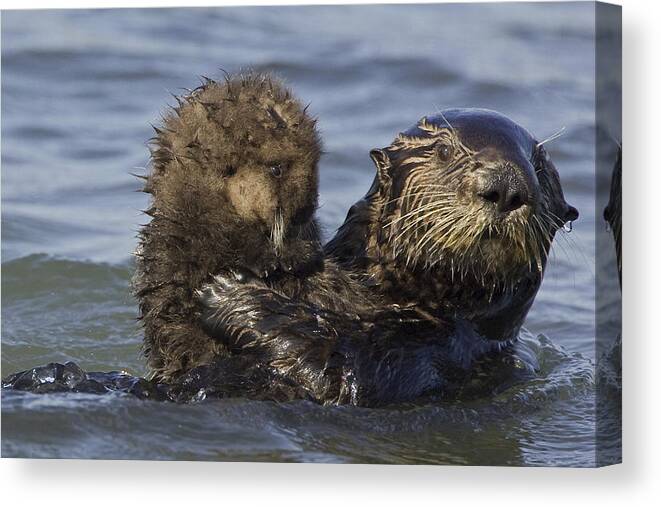 00438551 Canvas Print featuring the photograph Sea Otter Mother Holding Pup Monterey by Suzi Eszterhas