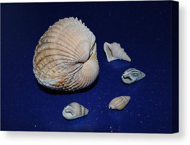Sea Shells Canvas Print featuring the photograph Sea Shells by Chris Day