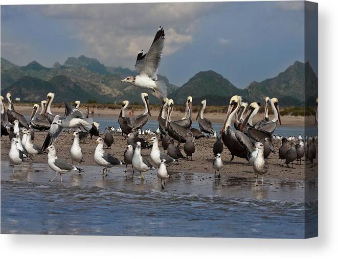 Beach Canvas Print featuring the photograph Seagul Fly By by Dina Calvarese