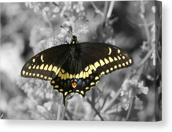  Canvas Print featuring the photograph Select Color Swallowtail Butterfly by Mark J Seefeldt