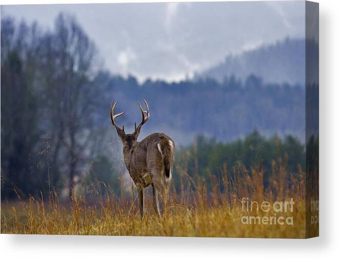 White-tailed Canvas Print featuring the photograph Sentinel - D007903 by Daniel Dempster