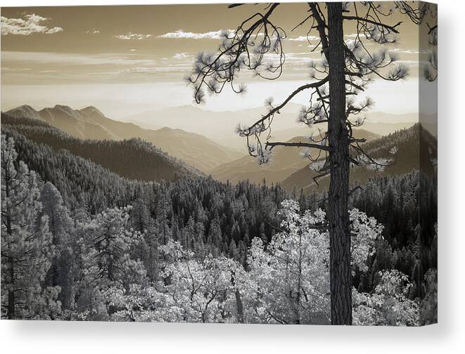sequoia National Park Canvas Print featuring the photograph Sequoia View by Mike Irwin
