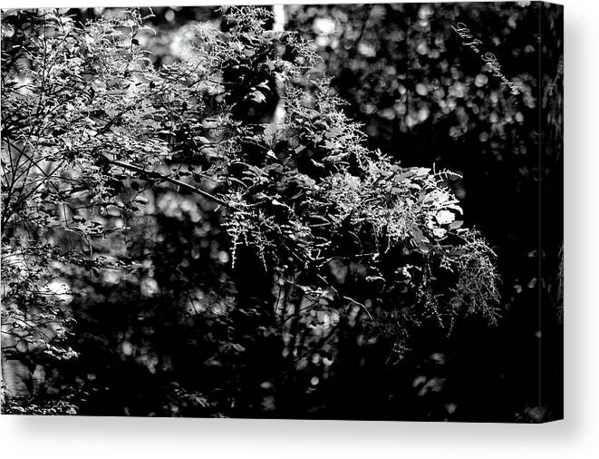 Black And White Canvas Print featuring the photograph Serene by Jeanette C Landstrom