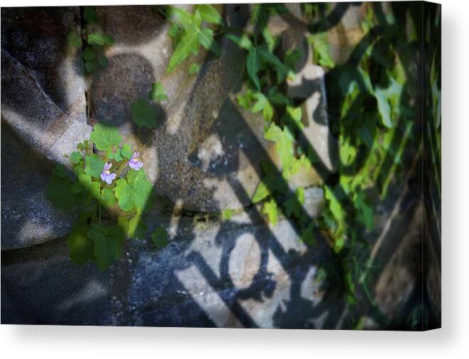 Floral Canvas Print featuring the photograph Shadow Garden by Richard Piper