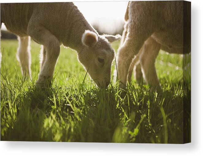 Horizontal Canvas Print featuring the photograph Sheep Grazing In Grass by Jupiterimages