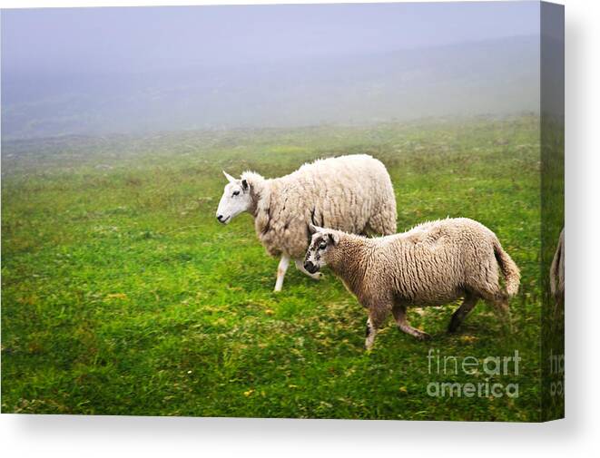 Sheep Canvas Print featuring the photograph Sheep in misty meadow by Elena Elisseeva