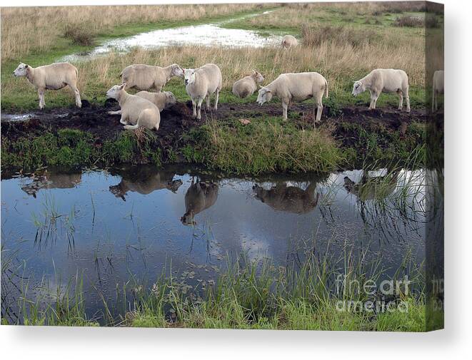 Sheep Canvas Print featuring the photograph Sheep by Vilas Malankar