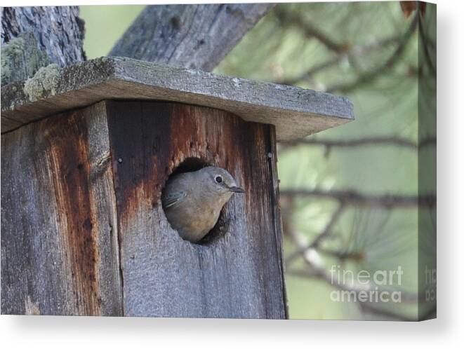 Bird Canvas Print featuring the photograph She's Home by Dorrene BrownButterfield