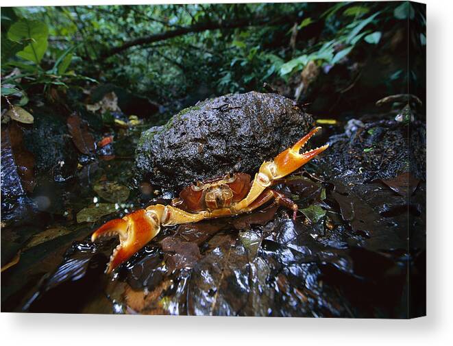 Mp Canvas Print featuring the photograph Short-tailed Crab Potamocarcinus Sp by Christian Ziegler