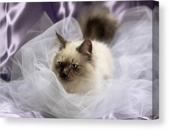 Cat Canvas Print featuring the photograph Siberian kitty on lilac by Raffaella Lunelli