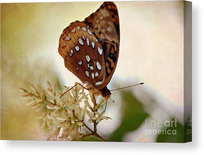 Landscape Canvas Print featuring the photograph Silver Spotted Skipper Butterfly by Peggy Franz