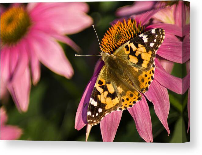 Butterfly Canvas Print featuring the photograph Simple Butterfly by Bill Pevlor