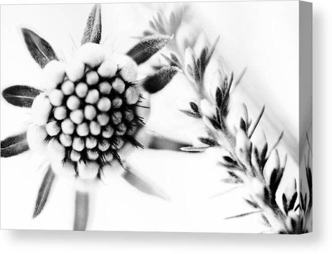 Flower Bud Canvas Print featuring the photograph Simple Pleasures by Bonnie Bruno