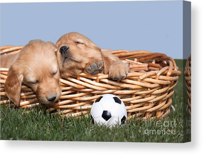 Dogs Canvas Print featuring the photograph Sleeping Puppies in Basket and Toy Ball by Cindy Singleton