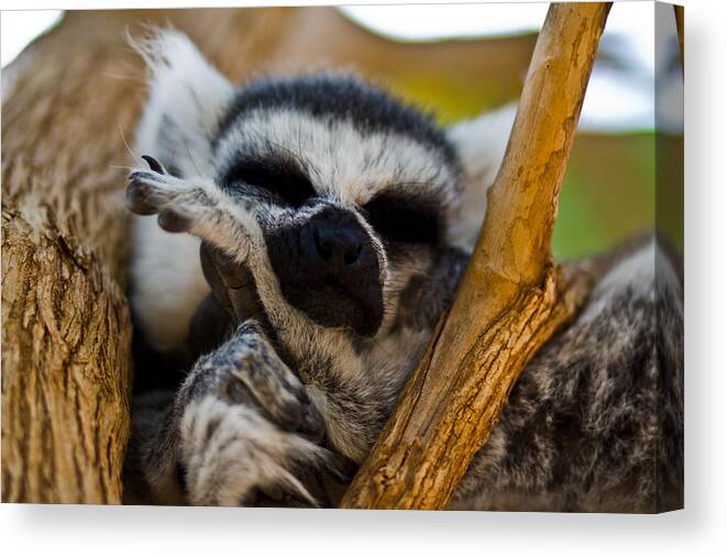 Cute Canvas Print featuring the photograph Sleepy Lemur by Justin Albrecht