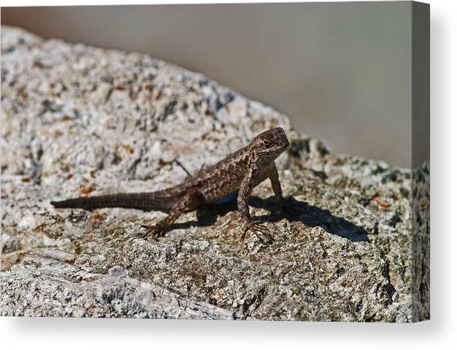 Lizard California Territorial Display Canvas Print featuring the photograph Small lizard by Gregory Scott