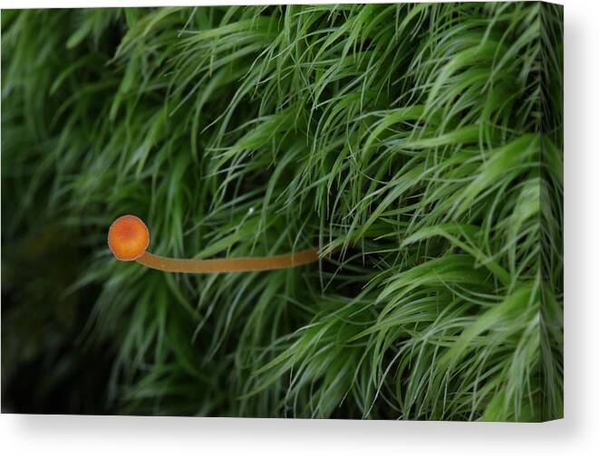 Nature Canvas Print featuring the photograph Small Orange Mushroom In Moss by Daniel Reed