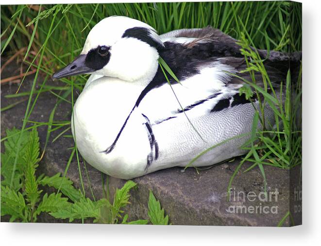 Smew Canvas Print featuring the photograph Smew by David Birchall