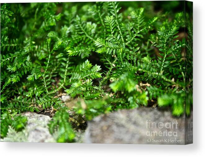 Tropical Plant Canvas Print featuring the photograph Sneaky Green by Susan Herber