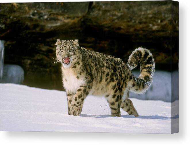 Animal Canvas Print featuring the photograph Snow Leopard 2 by D Robert Franz