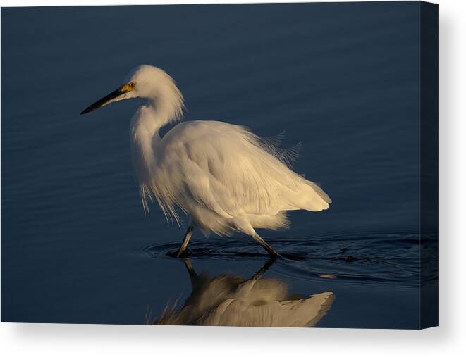 Nature Canvas Print featuring the photograph Snowy Egret by Brian Wright