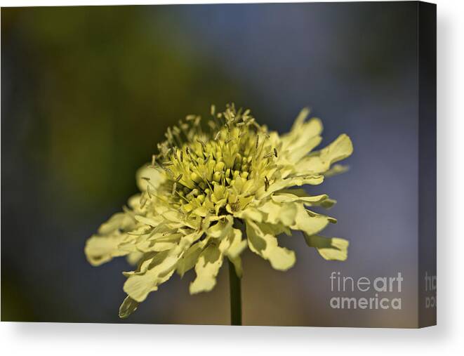 Yellow Canvas Print featuring the photograph Soft Yellow. by Clare Bambers