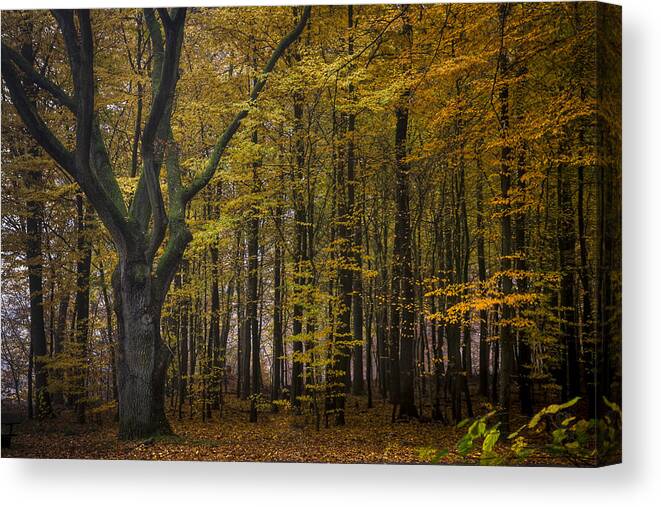Tree Canvas Print featuring the photograph Solitaire Tree by Andy Bitterer