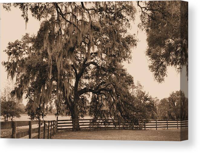 Southern Canvas Print featuring the photograph Southern Charm by Kristin Elmquist