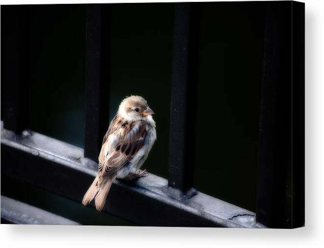 Sparrow Canvas Print featuring the photograph Sparrow by Karol Livote