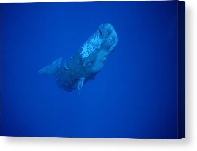 00113844 Canvas Print featuring the photograph Sperm Whale Juvenile Dominica by Flip Nicklin