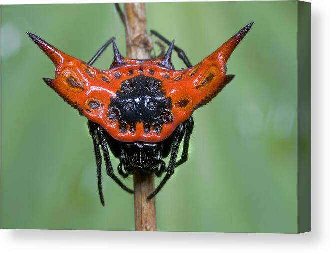 00298206 Canvas Print featuring the photograph Spiked Spider Solomon Islands by Piotr Naskrecki