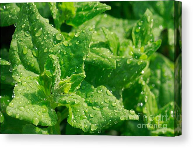 Spinach Canvas Print featuring the photograph Spinach leaves by Gaspar Avila