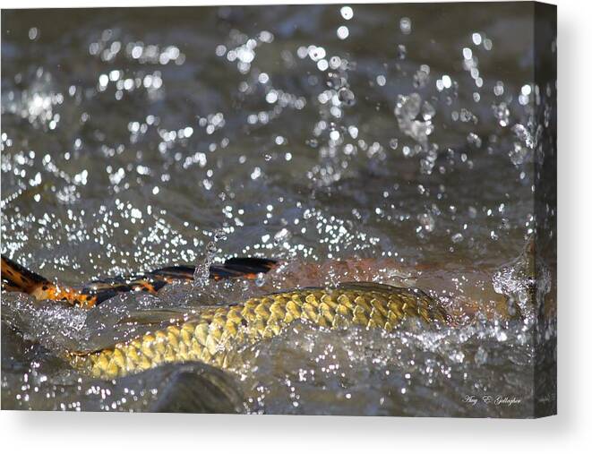 Fish Canvas Print featuring the photograph Splashes Of Carp by Amy Gallagher