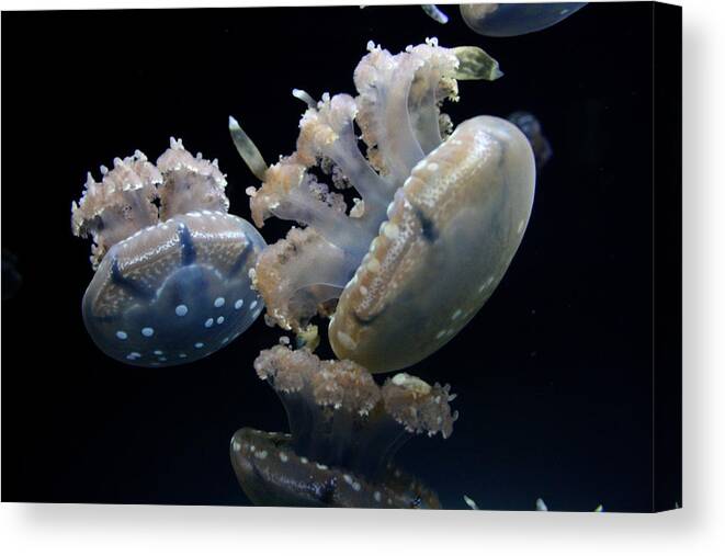 Waikiki Aquarium Canvas Print featuring the photograph Spotted Jelly Fluther by Jennifer Bright Burr