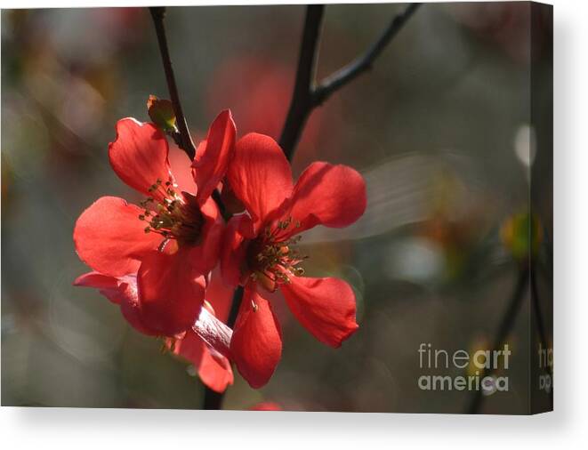 Floral Canvas Print featuring the photograph Spring POP by Living Color Photography Lorraine Lynch