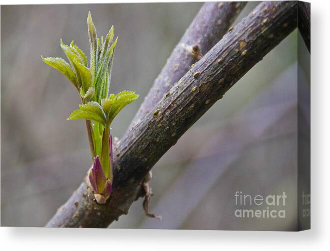 Photography Canvas Print featuring the photograph Spring Sprouts by Sean Griffin