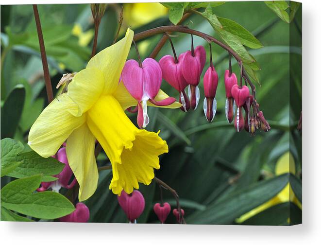 Flowers Canvas Print featuring the photograph Springtime Beauties by Dan Myers