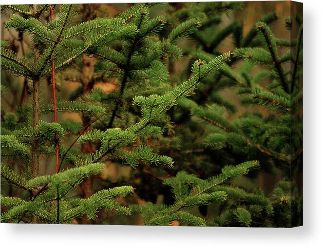 Hovind Canvas Print featuring the photograph Spruce by Scott Hovind