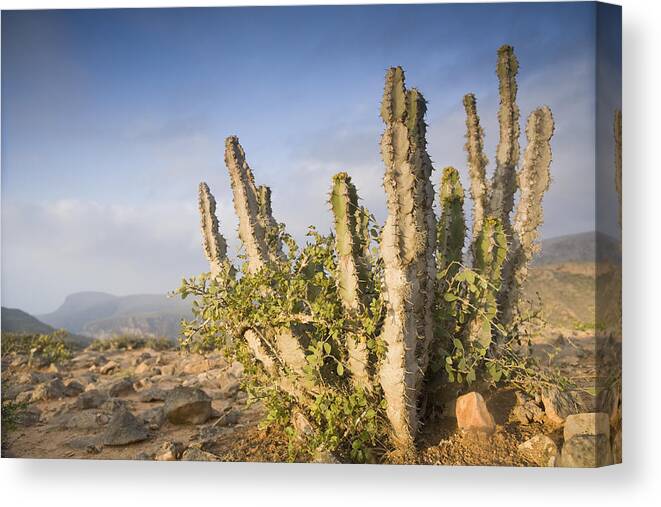 00481456 Canvas Print featuring the photograph Spurge Cactus On Plateau Hawf Protected by Sebastian Kennerknecht