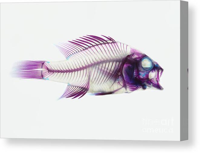 Stained Fish Canvas Print featuring the photograph Stained Rockbass Fish by Ted Kinsman