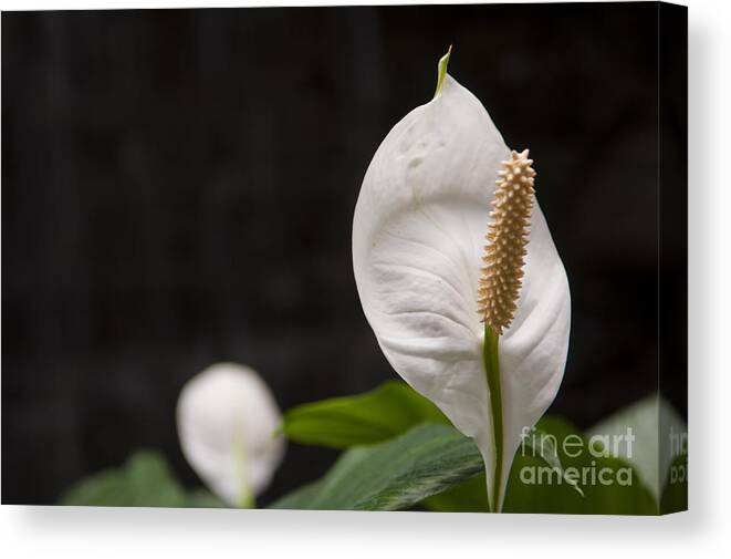 Flower Canvas Print featuring the photograph Stand high by Dejan Jovanovic