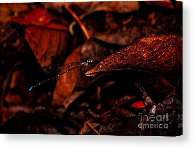 Damsel Fly Canvas Print featuring the photograph Standing on the Edge by Venura Herath