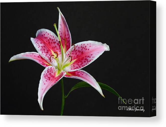 Stargazer Lily Canvas Print featuring the photograph Stargazer Lily by Steve Javorsky