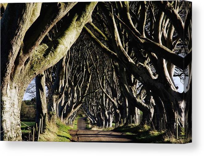 Canopy Canvas Print featuring the photograph Stranocum, Co. Antrim, Ireland by The Irish Image Collection 